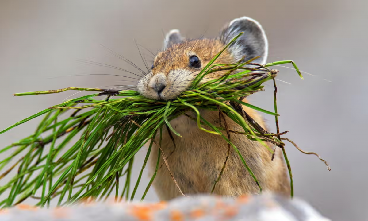American Pika carrying grass.