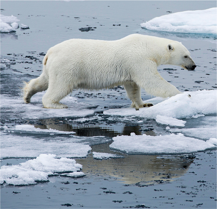 polarbear walking between ice chunks.