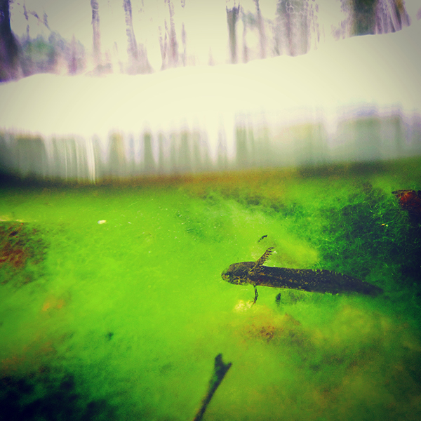 Salamander under the ice