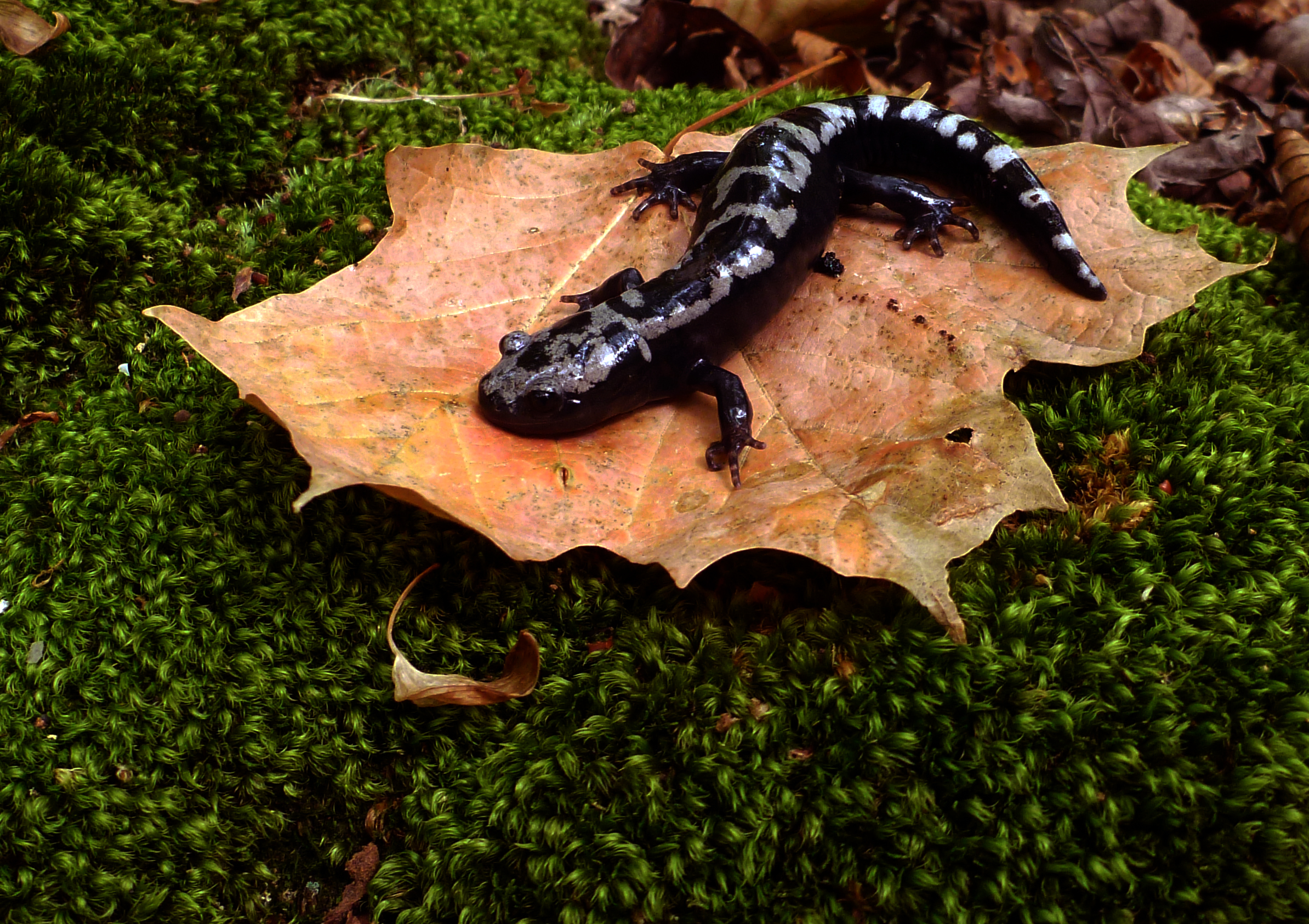 the marbled salamander